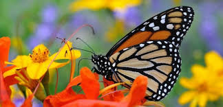 Papiliorama