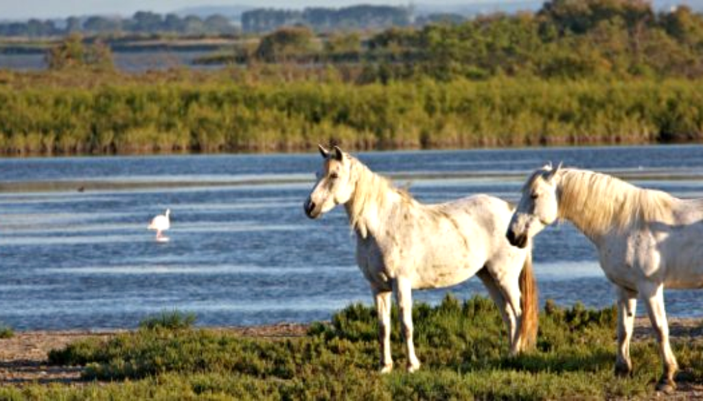 Camargue