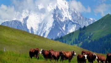 Aravis