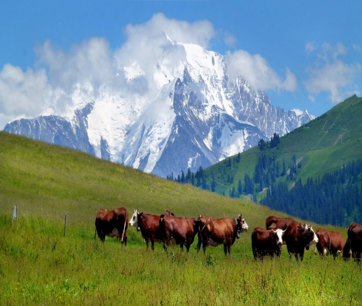 Aravis