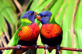 parc des oiseaux