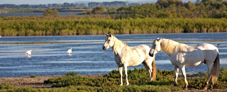 Camargue