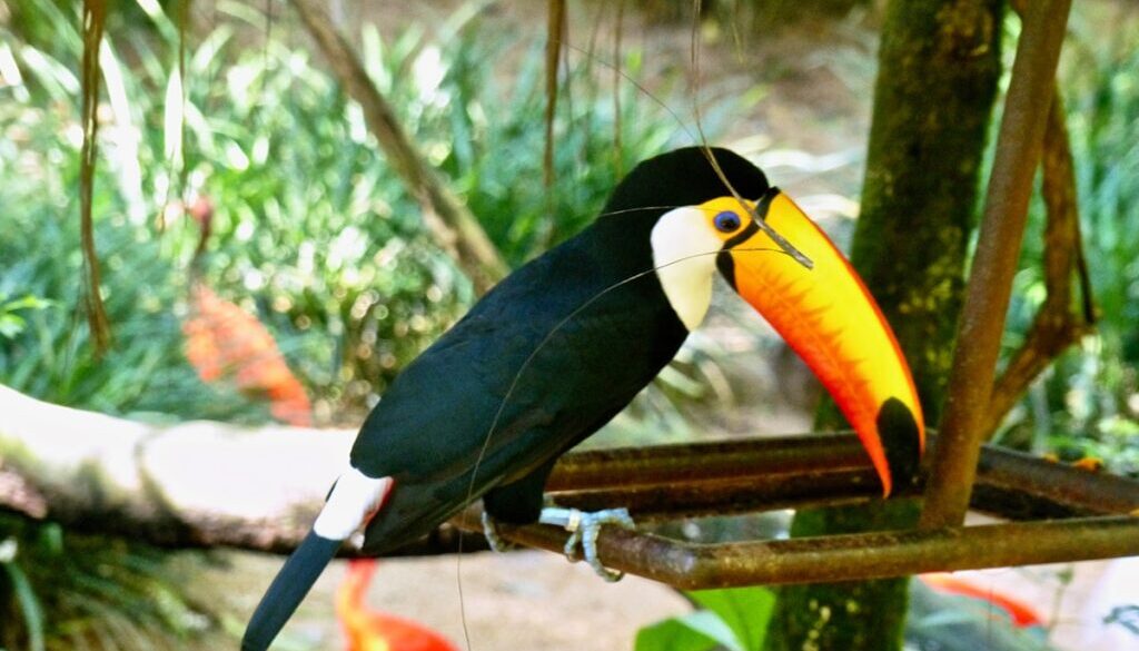 Oiseaux