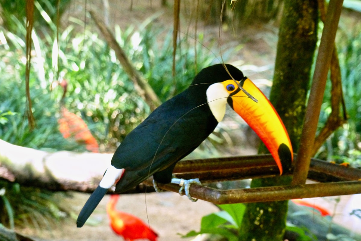 Oiseaux